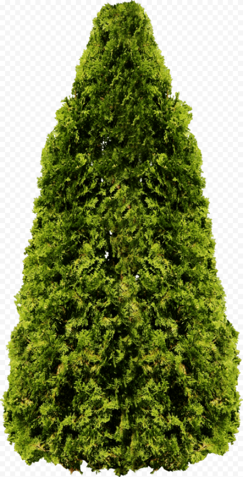 Tall green evergreen tree isolated on a transparent background PNG