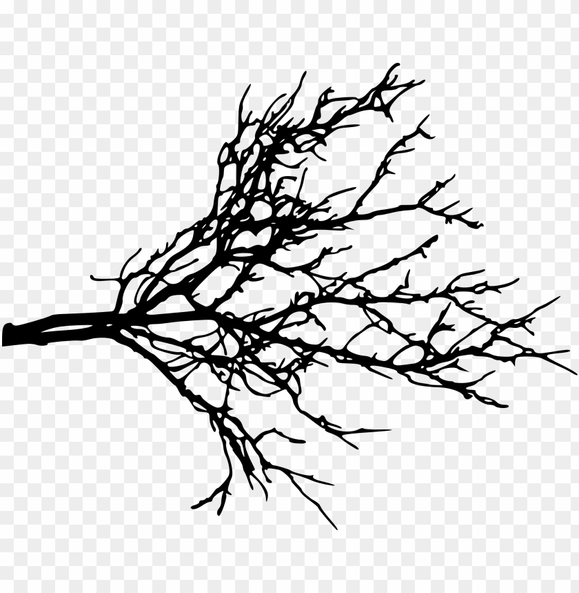 Silhouette of a bare tree branch with intricate twigs and no leaves PNG