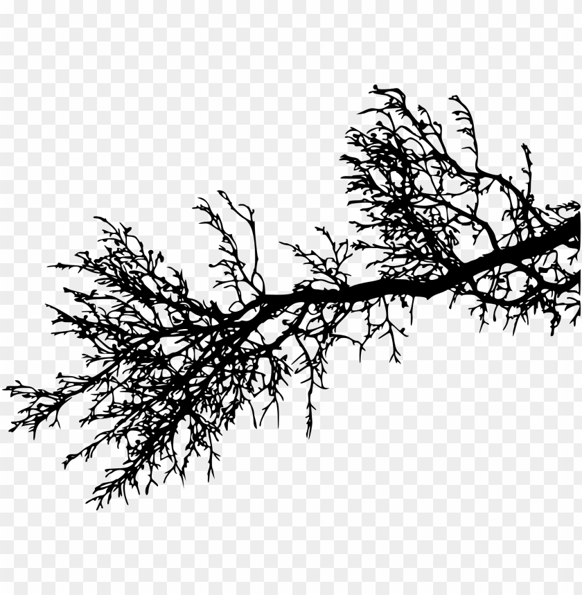 Detailed black silhouette of a tree branch with intricate twigs PNG