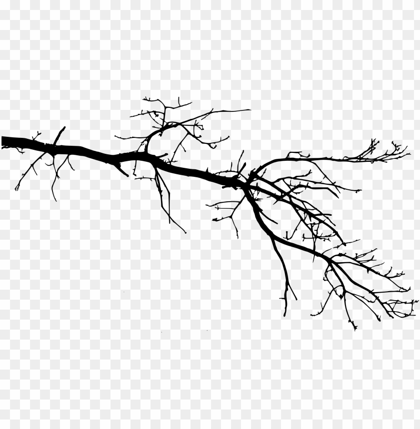 Silhouette of a bare tree branch with thin, tangled twigs PNG