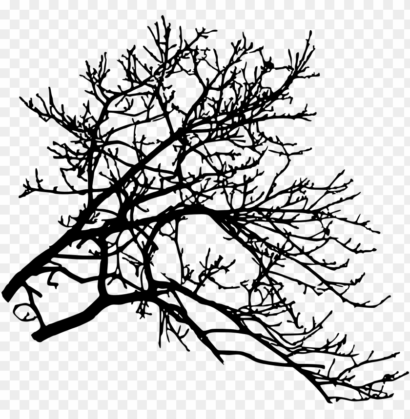 Silhouette of a bare tree branch with a network of twigs and small buds PNG