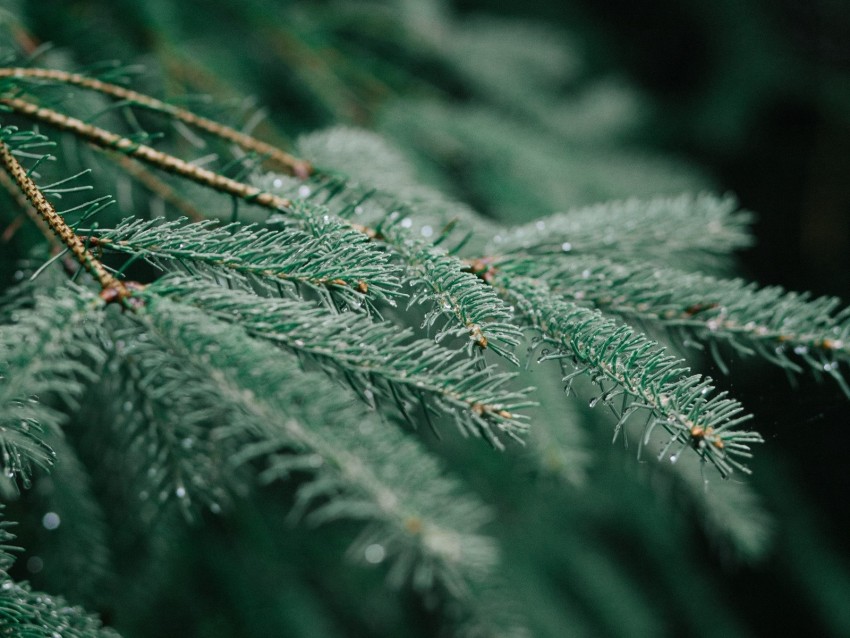 Tree Branch Wet Needles Green Background