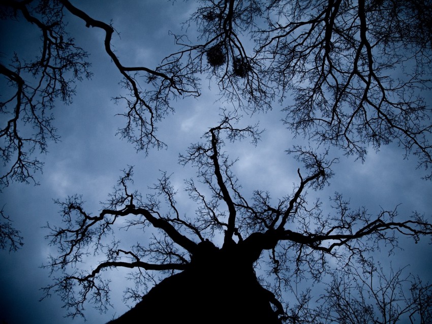 tree, branches, bottom view, night, outlines