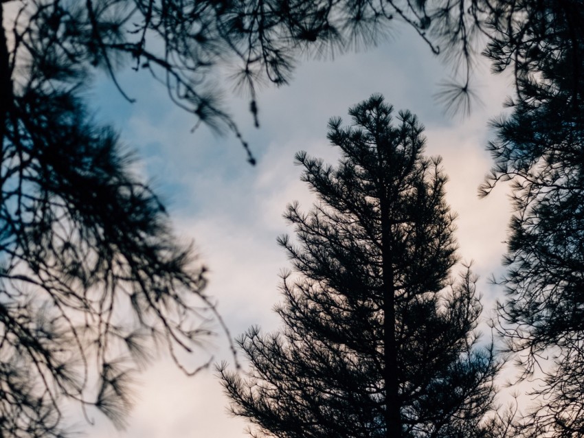 tree, branches, dark, needles, prickly