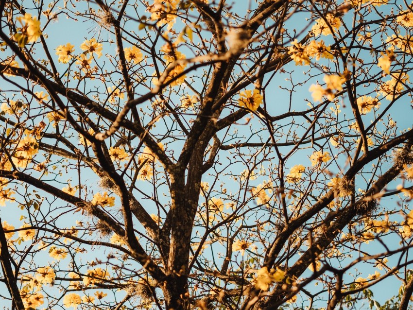 yellow flowering tree, nature beauty, vibrant blossoms, sky background, seasonal foliage