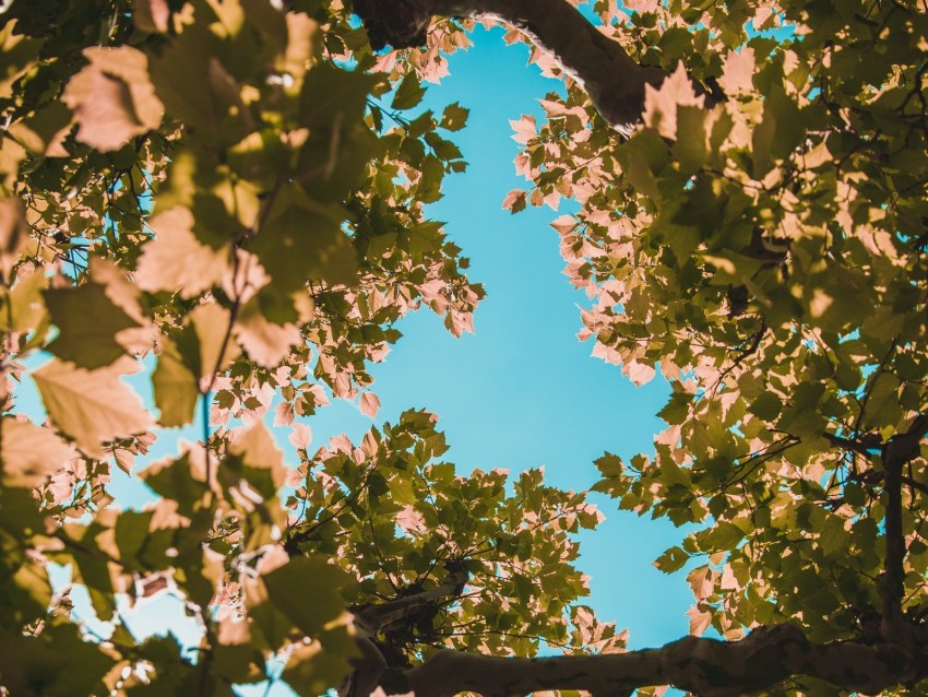 tree, branches, leaves, crown, sky