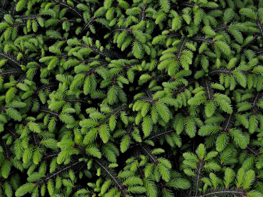 tree, branches, needles, green