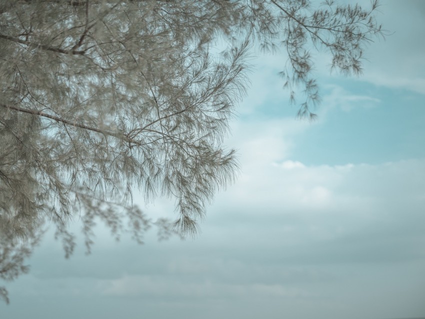 tree, branches, reflection, water, surface