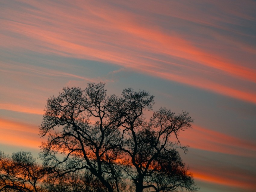 tree, branches, sky, clouds, sunset, stripes