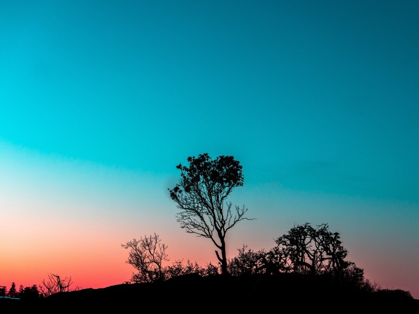 Tree Bushes Outlines Twilight Evening Sunset Background