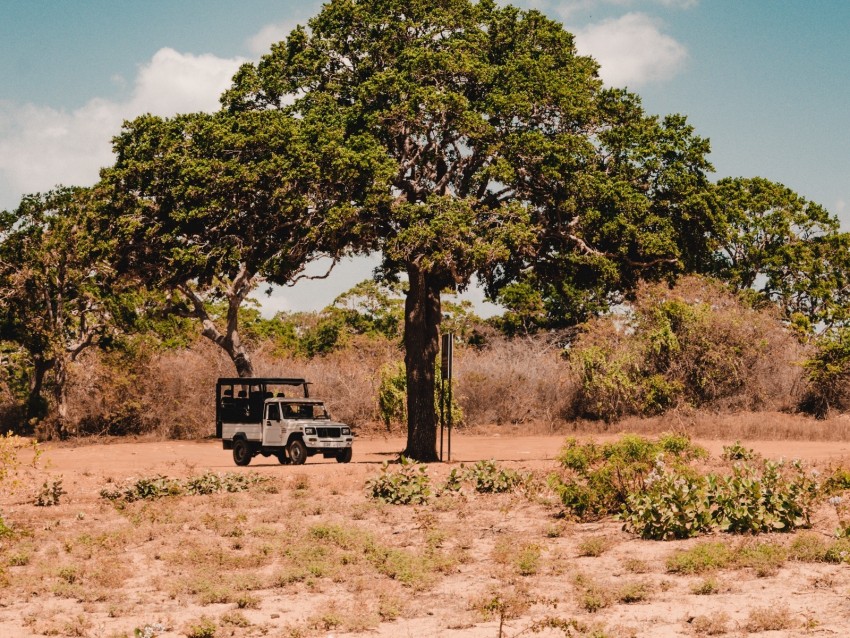 tree, car, savanna, wildlife, bushes, vegetation