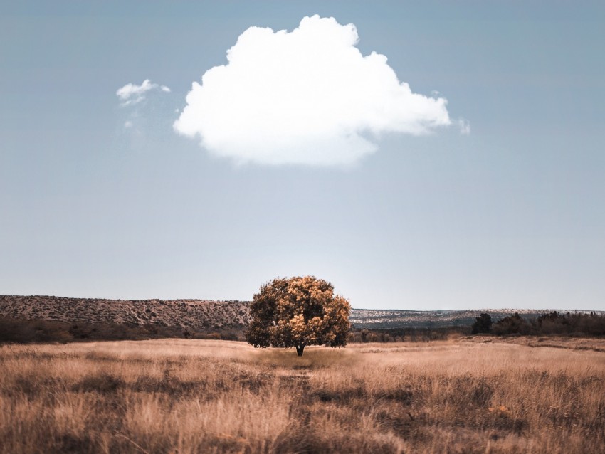 isolated tree, clear sky, golden grass, landscape photography, nature scenery