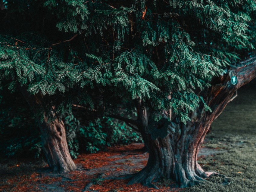 Tree Coniferous Evergreen Plant Green Background