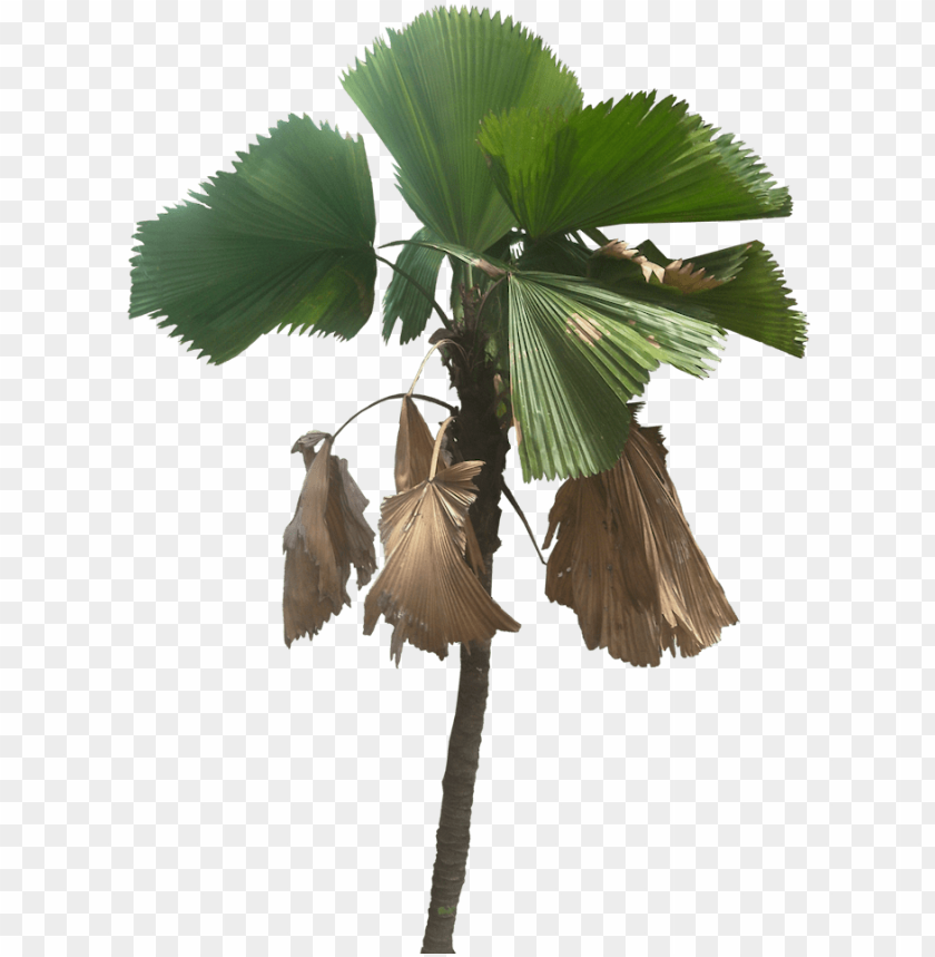 leaf, tree vector, palm sunday, palm trees, aquatic plants, season, tropical