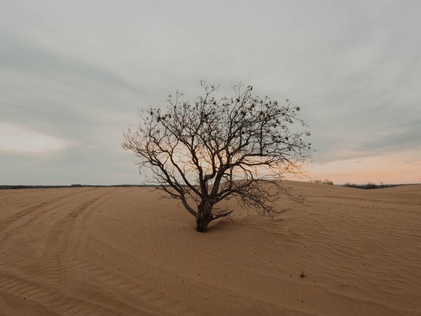 Tree Desert Sand Dry Lonely Background