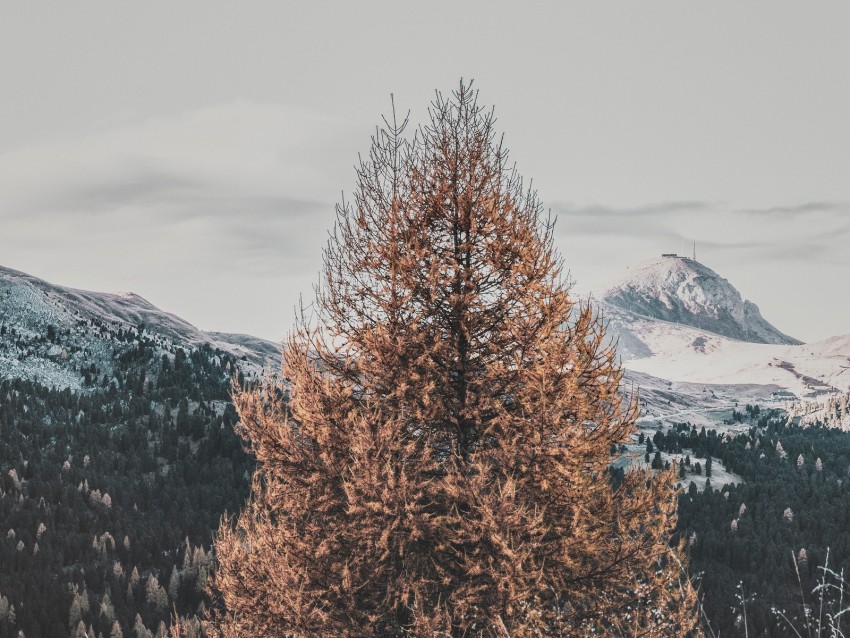 tree, dry, mountains, landscape, nature