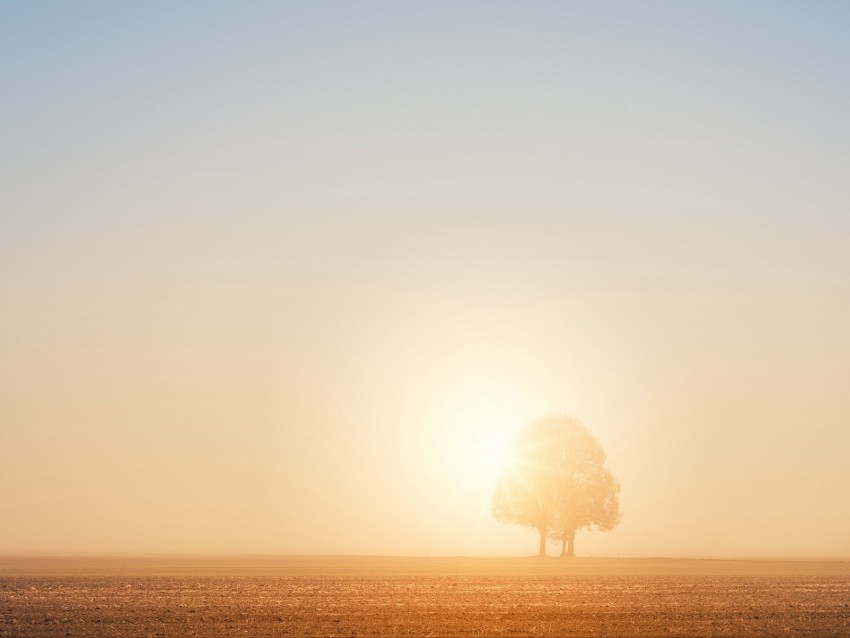 Tree Field Dawn Sun Bright Sunlight Background