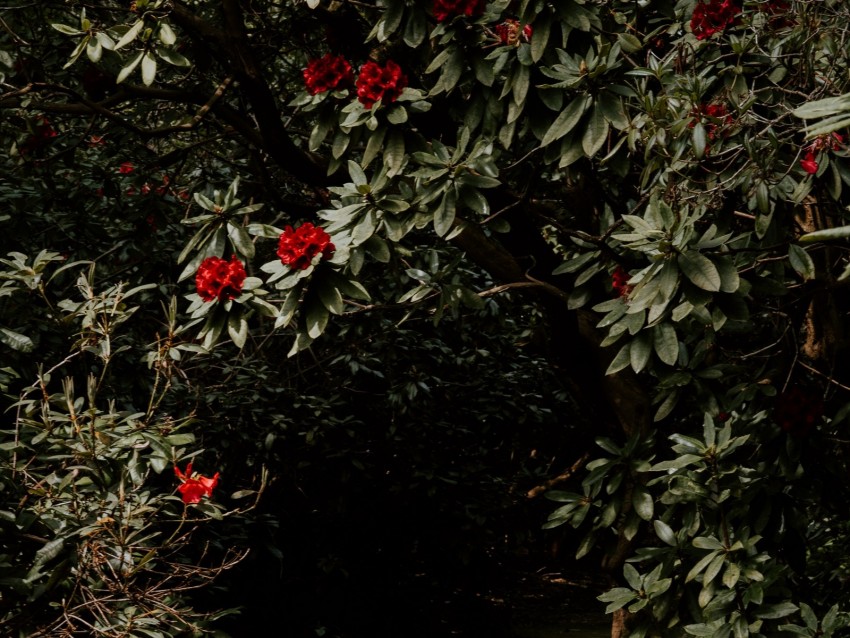 tree, flowers, red, plant, garden