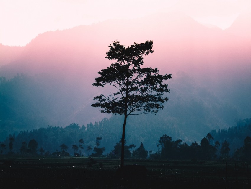 Tree Fog Dawn Sunlight Landscape Background