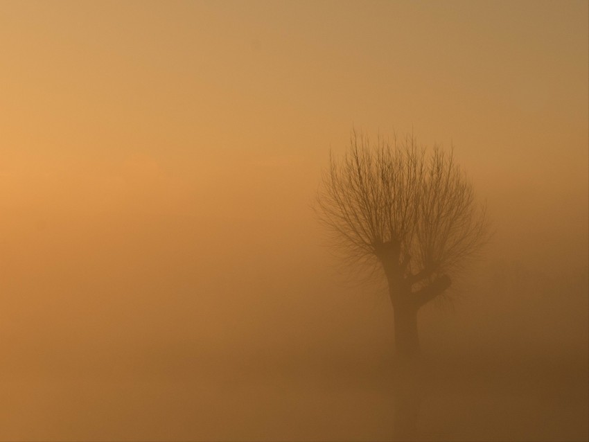 Tree Fog Mist Lonely Gloomy Background