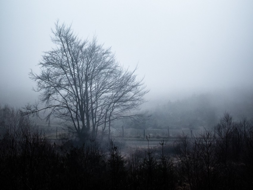 foggy landscape, bare tree, misty background, natural scenery, serene atmosphere