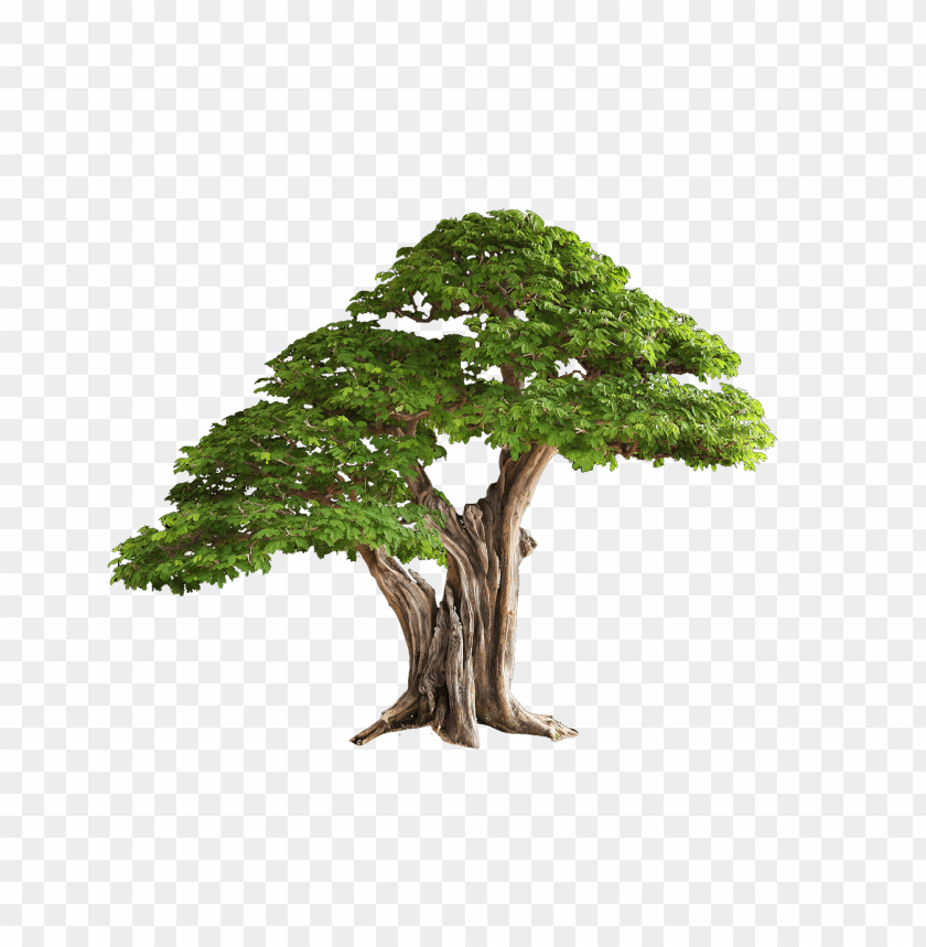 Tree, Deciduous, Coniferous, Fruit-bearing, Ornamental