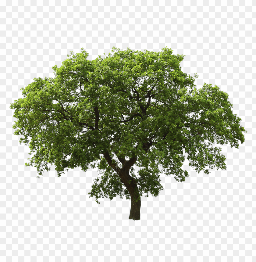 tree,شجرة