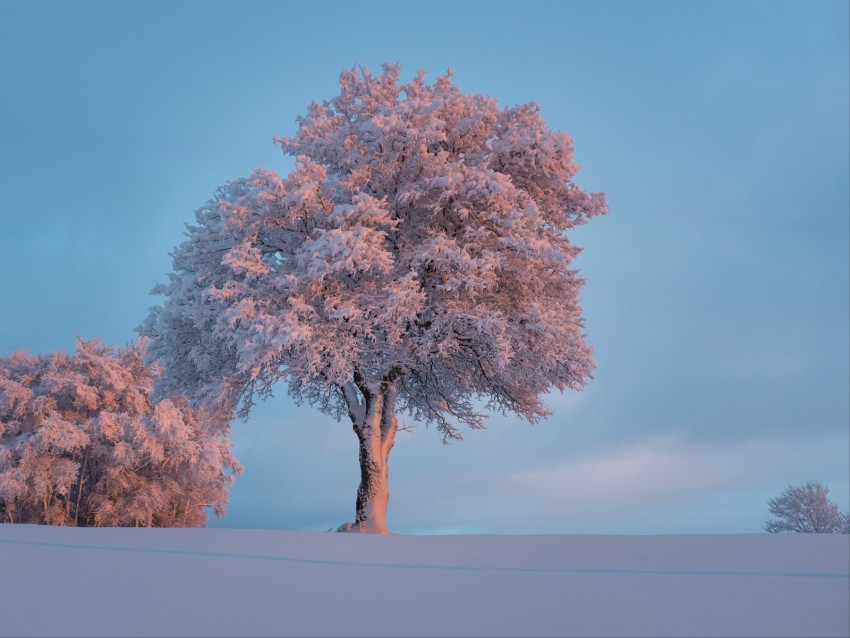 Tree Frost Snow Winter Snowy Background