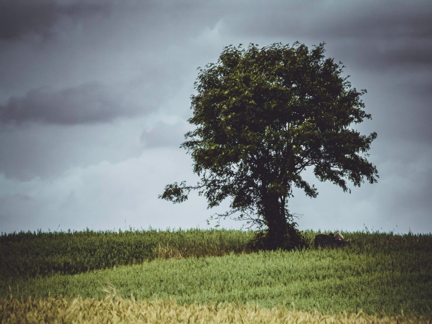 Tree Glade Grass Clouds Background