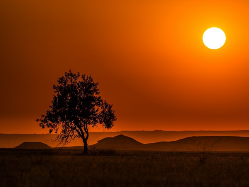 tree, hills, sunset, horizon, landscape