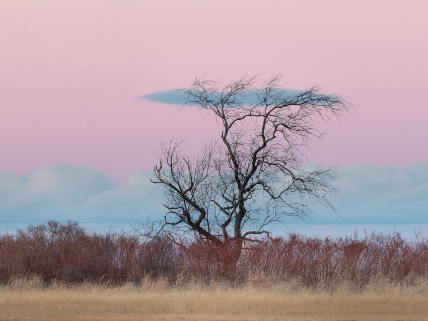 tree, horizon, minimalism, grass, clouds