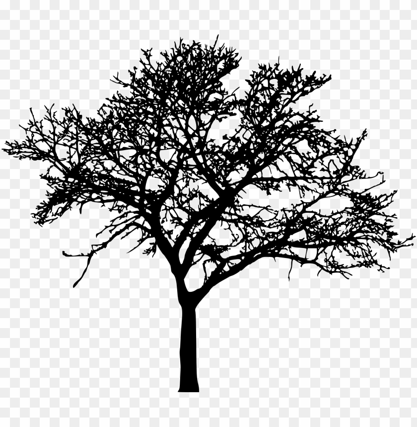 Trees, Leafless Trees, Tree Silhouettes, Nature Art, Botanical Illustrations