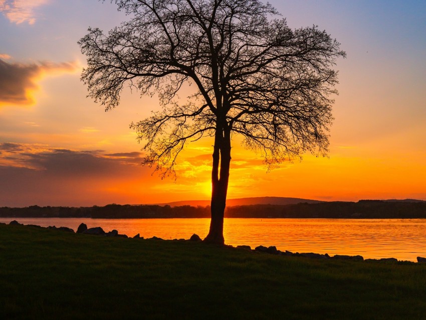 Tree Lake Sunset Shore Evening Landscape Background