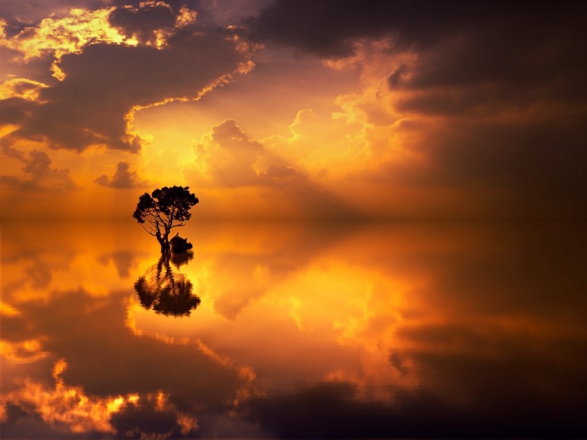 tree, lonely, reflection, sea, horizon