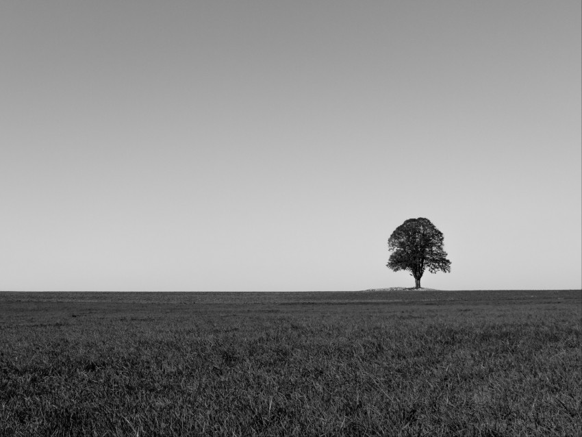 Tree Minimalism Bw Horizon Field Background