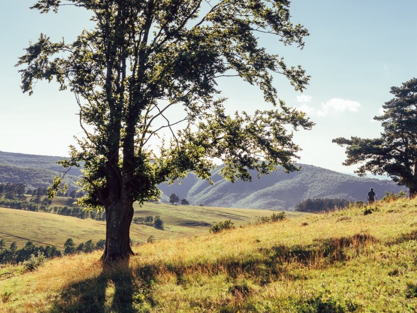 Tree Mountains Meadows Man Sunlight Landscape Background