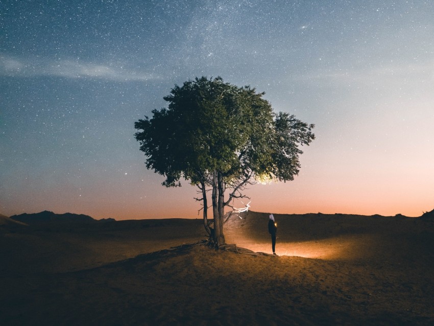 tree, night, silhouette, starry sky, light