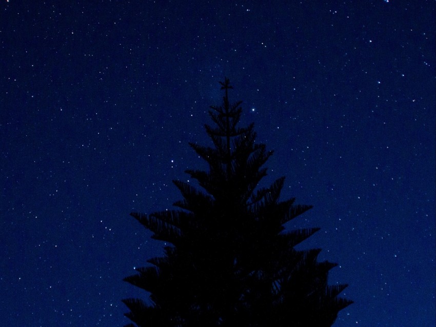 night sky, silhouette tree, starry background, nature photography, celestial landscape