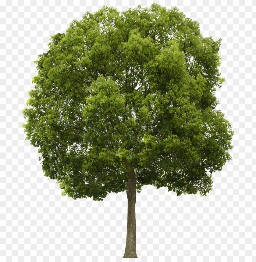 tree,شجرة