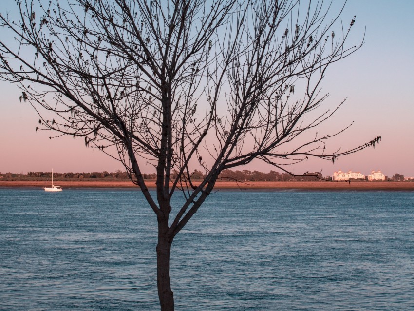 tree, river, moon, coast, landscape