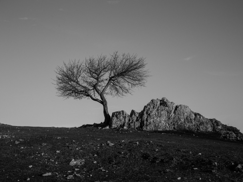 Tree Rock Bw Minimalism Background