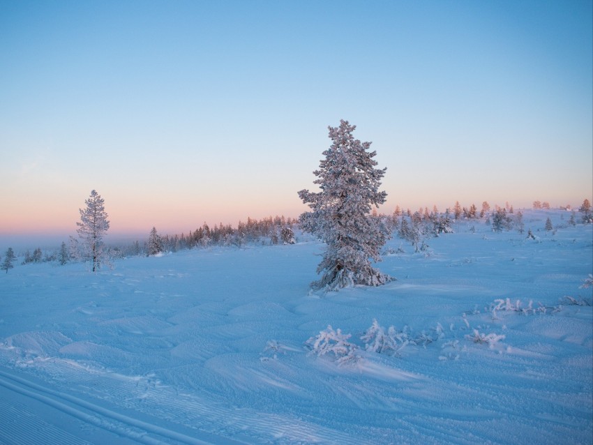 Tree Snow Winter Frost Frosty Background