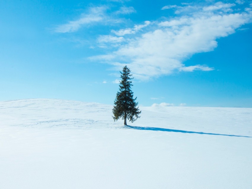 Tree Snow Winter Horizon Sky Background