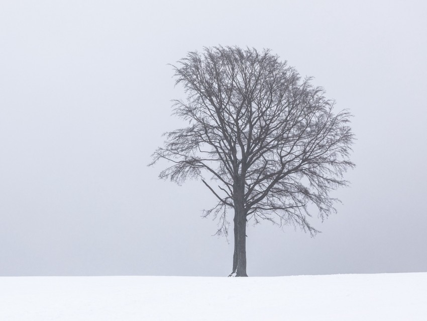 Tree Snow Winter Minimalism Bw Background