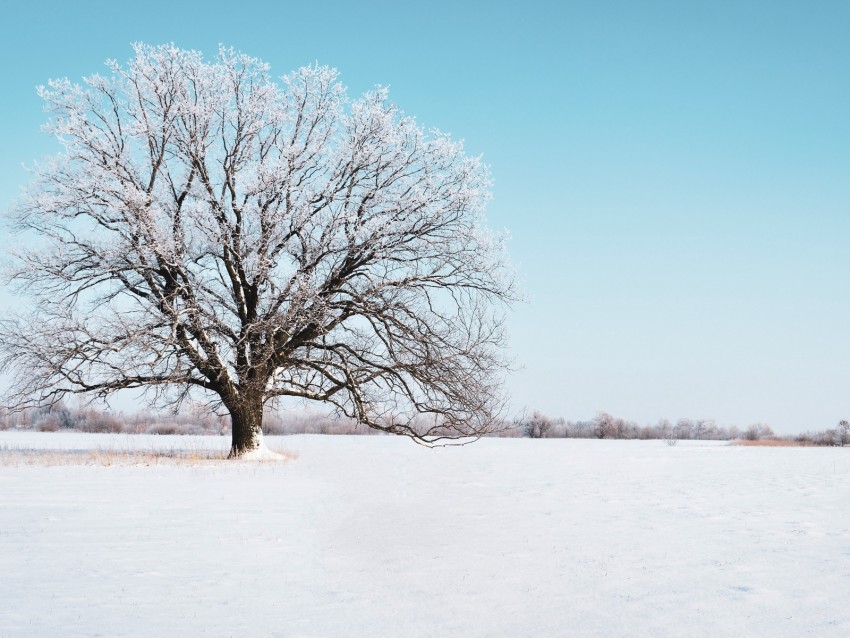 Tree Snow Winter Snowy Sky Horizon Background