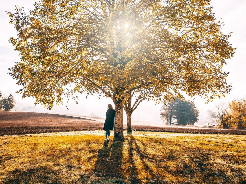 tree, solitude, sunlight, autumn, grass