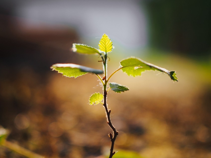 tree, sprout, plant, stem, leaves