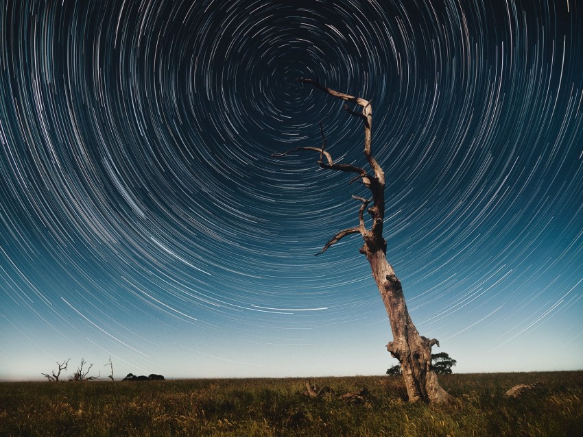 tree, starry sky, long exposure, stars, movement, kaleidoscope