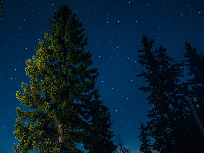 tree, starry sky, stars