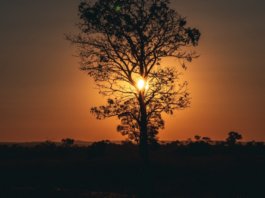 tree, sun, sunset, twilight, dark